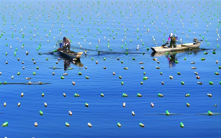 淡水珍珠养殖.jpg