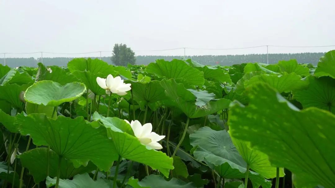 微信图片_20231008091833.jpg